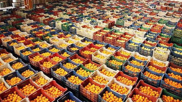 Gürcistan’a gönderilecek zirai ilaç kalıntısı bulunan 6 bin 100 kilogram mandalina imha edildi