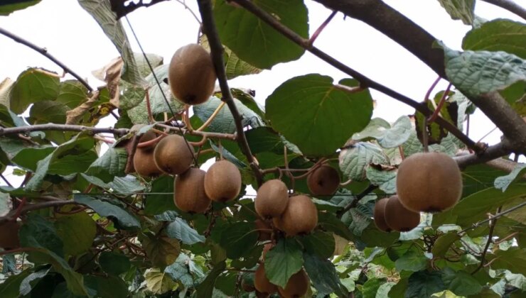 Hasadı şenlikle başladı: Kent ekonomisine 1 milyar lira katkı sağlıyor…