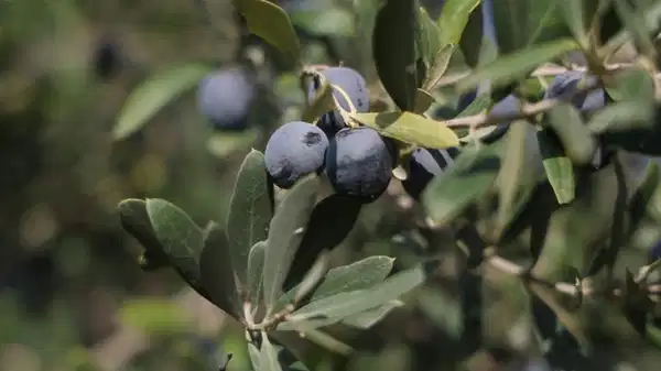 Hatay’da zeytin hasadı başladı: 201 bin ton rekolte bekleniyor