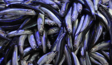 Hava soğudu, balık tezgahları hamsi ile doldu: Kilosu 80 liraya düştü