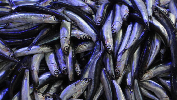 Hava soğudu, balık tezgahları hamsi ile doldu: Kilosu 80 liraya düştü