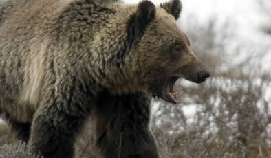 Hayvan otlatırken ayı saldırdı, yüzünden yaralandı