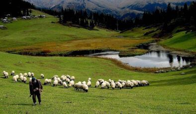 Hayvancılık desteklemeleri uygulanmasında düzenleme