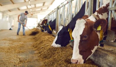 Hayvancılık desteklemelerinde yeni düzenleme: Ödemeler üç döneme bölündü…
