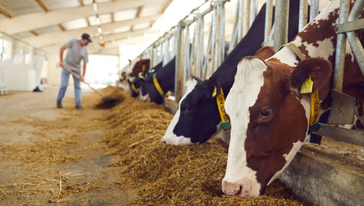 Hayvancılık desteklemelerinde yeni düzenleme: Ödemeler üç döneme bölündü…