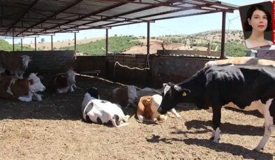 Hayvancılık son 15 yılın en sert üretim düşüşünü yaşayacak, hayvan ithalatında dünya ikincisiyiz: Ette kriz büyüyor