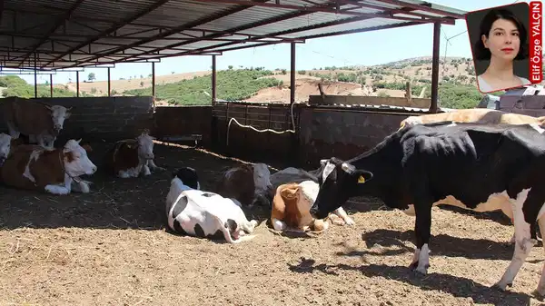 Hayvancılık son 15 yılın en sert üretim düşüşünü yaşayacak, hayvan ithalatında dünya ikincisiyiz: Ette kriz büyüyor