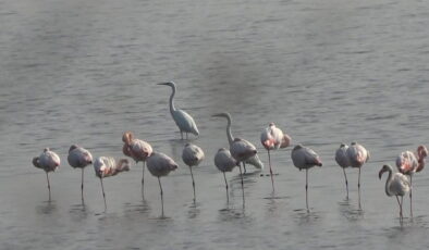 Hersek Lagünü’nün gözde misafirleri flamingolar