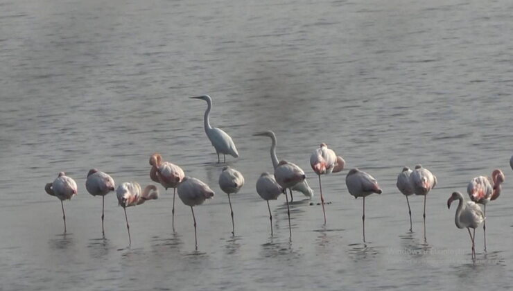 Hersek Lagünü’nün gözde misafirleri flamingolar