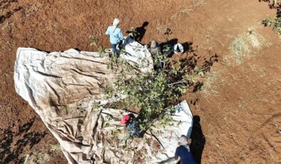 İdil’in yeni umudu oldu: Hasadı başladı…