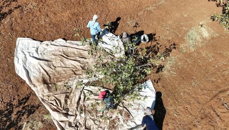 İdil’in yeni umudu oldu: Hasadı başladı…