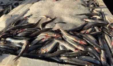 Iğdır’da hamsi, 3 kilogramı 100 liradan satılınca kasa kasa tükendi