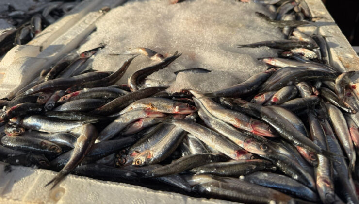 Iğdır’da hamsi, 3 kilogramı 100 liradan satılınca kasa kasa tükendi