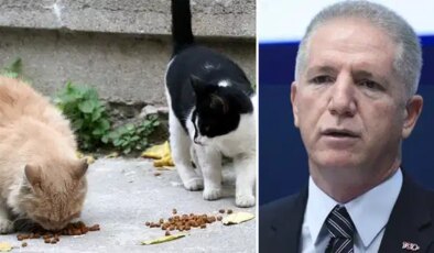 İstanbul Valisi Davut Gül’ün yeni hedefi kediler: ‘Her önüne gelen kediye mama veremez’