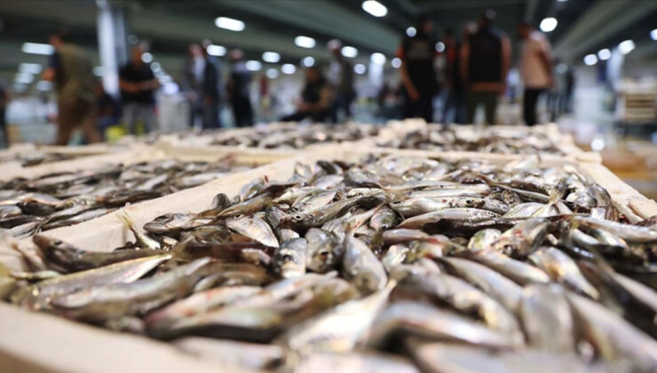 İstanbul’da, 14 bin tona yakın balık satışa sunuldu! En pahalı türler sıralandı