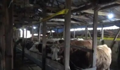 İstanbul’da şap alarmı! 3 köy karantinada, 18 mahalle gözetim altında