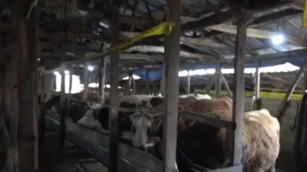 İstanbul’da şap alarmı! 3 köy karantinada, 18 mahalle gözetim altında