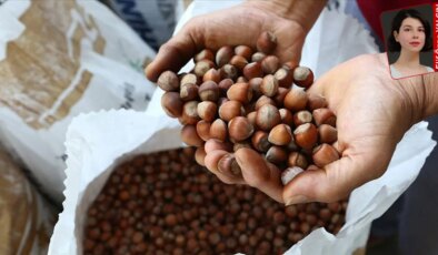 İtalyan Ferrero’nun piyasa belirleyici gücü üreticiyi vurdu, devlet seyirci kaldı: Fındık bahçeleri boşalıyor