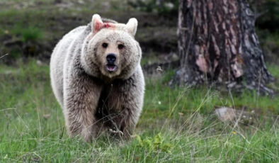 Japonya’da ayı alarmı: Trafik kazalarının sayısı rekor kırdı