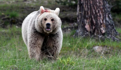 Japonya’da gerçekleşen 192 ayı saldırısında 13 kişi hayatını kaybetti