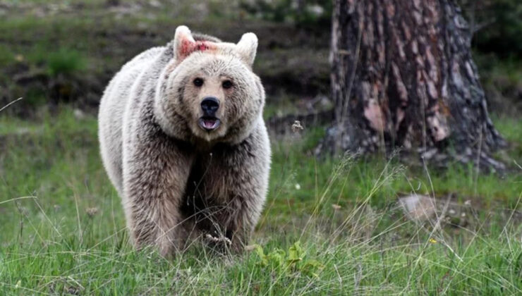 Japonya’da gerçekleşen 192 ayı saldırısında 13 kişi hayatını kaybetti