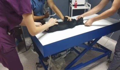 Kedileri av tüfeği ile öldürdüğü iddia edilen komşu için hapis istemi