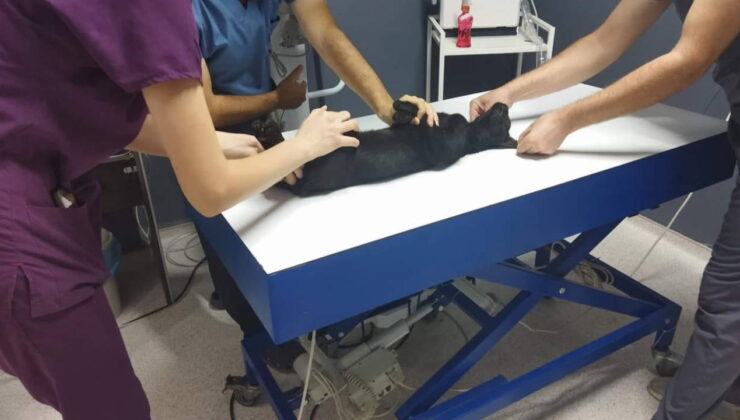 Kedileri av tüfeği ile öldürdüğü iddia edilen komşu için hapis istemi