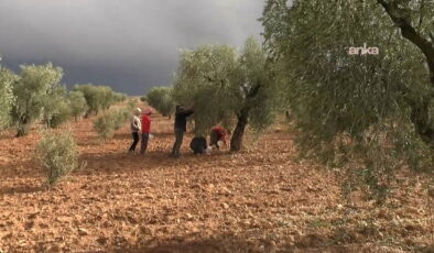 Kilis’te kuraklık zeytin üretimini vurdu… Üreticiler isyan etti: ‘Verim kısıtlı, geçim zor!’