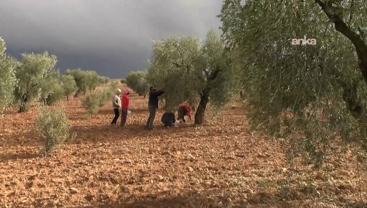 Kilis’te kuraklık zeytin üretimini vurdu… Üreticiler isyan etti: ‘Verim kısıtlı, geçim zor!’