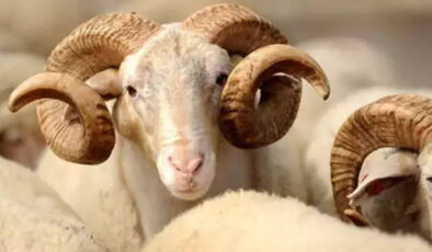 Kurban Bayramı 2026 ne zaman? 2026 Kurban Bayramı tatili kaç gün olacak?