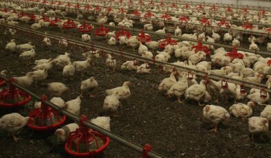 Kuş gribi Almanya’yı sardı: 175 bin hayvan itlaf edilecek