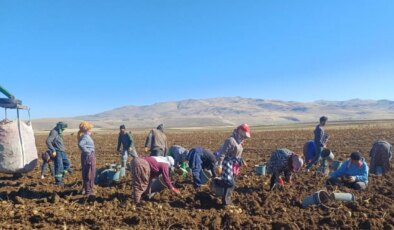 Malazgirt’te ilk defa ekildi, çiftçinin umudu oldu! 20 işçi tarafından özenle toplanıyor…