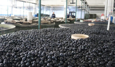 Marmarabirlik ürün alım fiyatlarını açıkladı: 41, 53 ve 55 lira