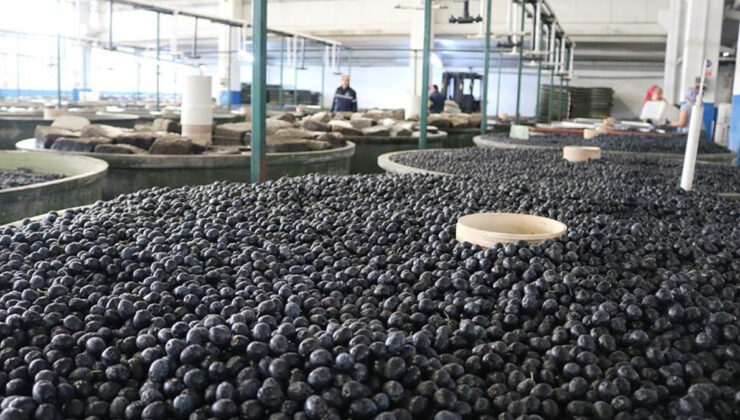 Marmarabirlik ürün alım fiyatlarını açıkladı: 41, 53 ve 55 lira