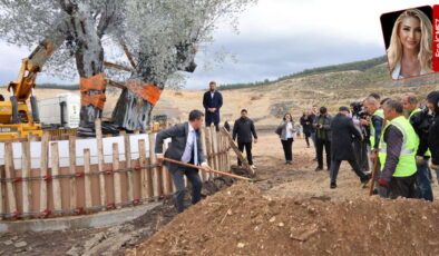 Milas’ta 300 yıllık ağacın taşınmasına tepki: ‘Zeytini taşımak köylüyü yok etmektir!’