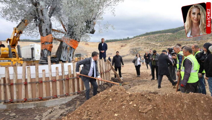 Milas’ta 300 yıllık ağacın taşınmasına tepki: ‘Zeytini taşımak köylüyü yok etmektir!’