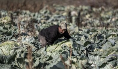 Pasinler Ovası’nda hasat tamamlandı: Tanesi 50 kilo geliyor….