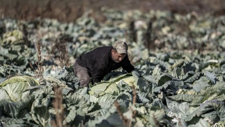 Pasinler Ovası’nda hasat tamamlandı: Tanesi 50 kilo geliyor….