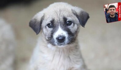 Pek çok belediyenin Sayıştay raporunda sokak hayvanlarıyla ilgili uyarılar yer aldı: Hayvana da bütçe yok