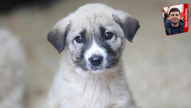 Pek çok belediyenin Sayıştay raporunda sokak hayvanlarıyla ilgili uyarılar yer aldı: Hayvana da bütçe yok