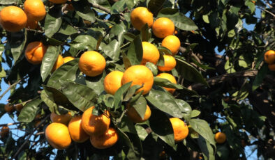 Rize’nin Derepazarı mandalinasında hasat zamanı