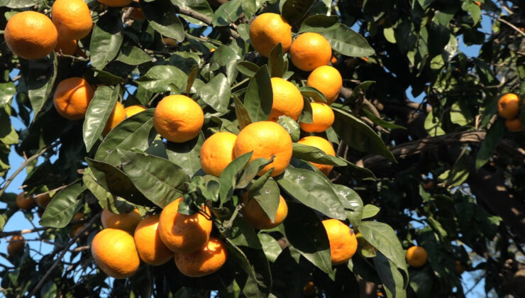 Rize’nin Derepazarı mandalinasında hasat zamanı