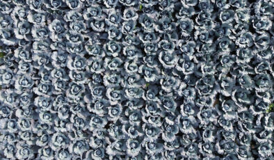 Samsun’un Bafra Ovası’nda kırmızı lahana hasadı