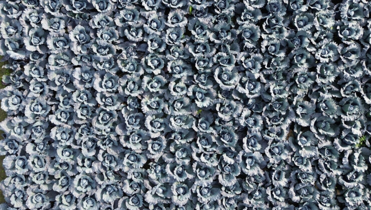 Samsun’un Bafra Ovası’nda kırmızı lahana hasadı