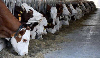 Şap karantinası! 34 mahalleye giriş çıkışlar yasaklandı…