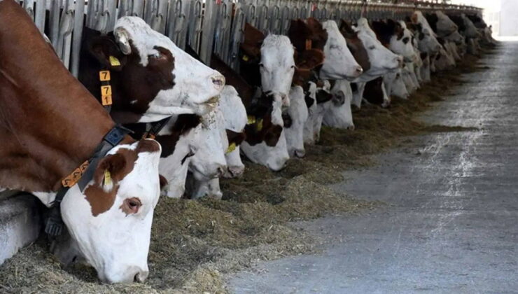 Şap karantinası! 34 mahalleye giriş çıkışlar yasaklandı…