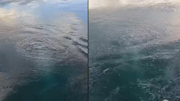 Sapanca Gölü’nde ‘kabarcık’ endişesi: Uzmanından açıklama geldi!