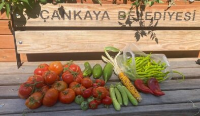 Şehrin Ortasında Toprağın Nefesi: Çankaya Kent Bostanları’nda Eğitim, Üretim, Paylaşım