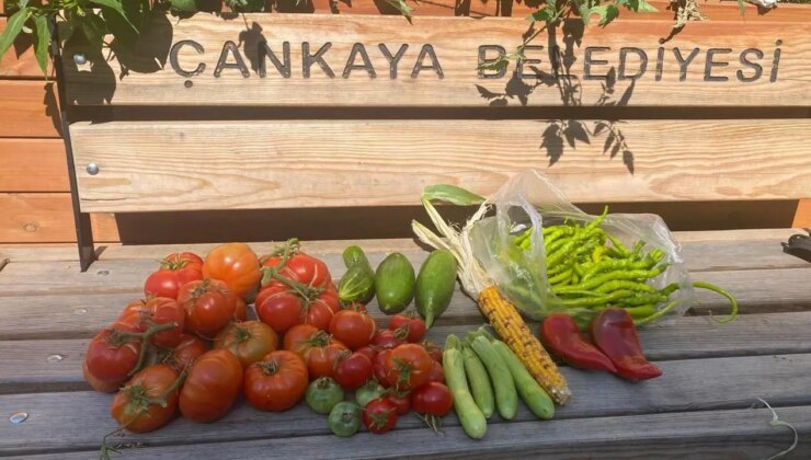 Şehrin Ortasında Toprağın Nefesi: Çankaya Kent Bostanları’nda Eğitim, Üretim, Paylaşım