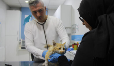Sivas’ta ‘Kedi AIDS’i uyarısı: Tedavisi yok